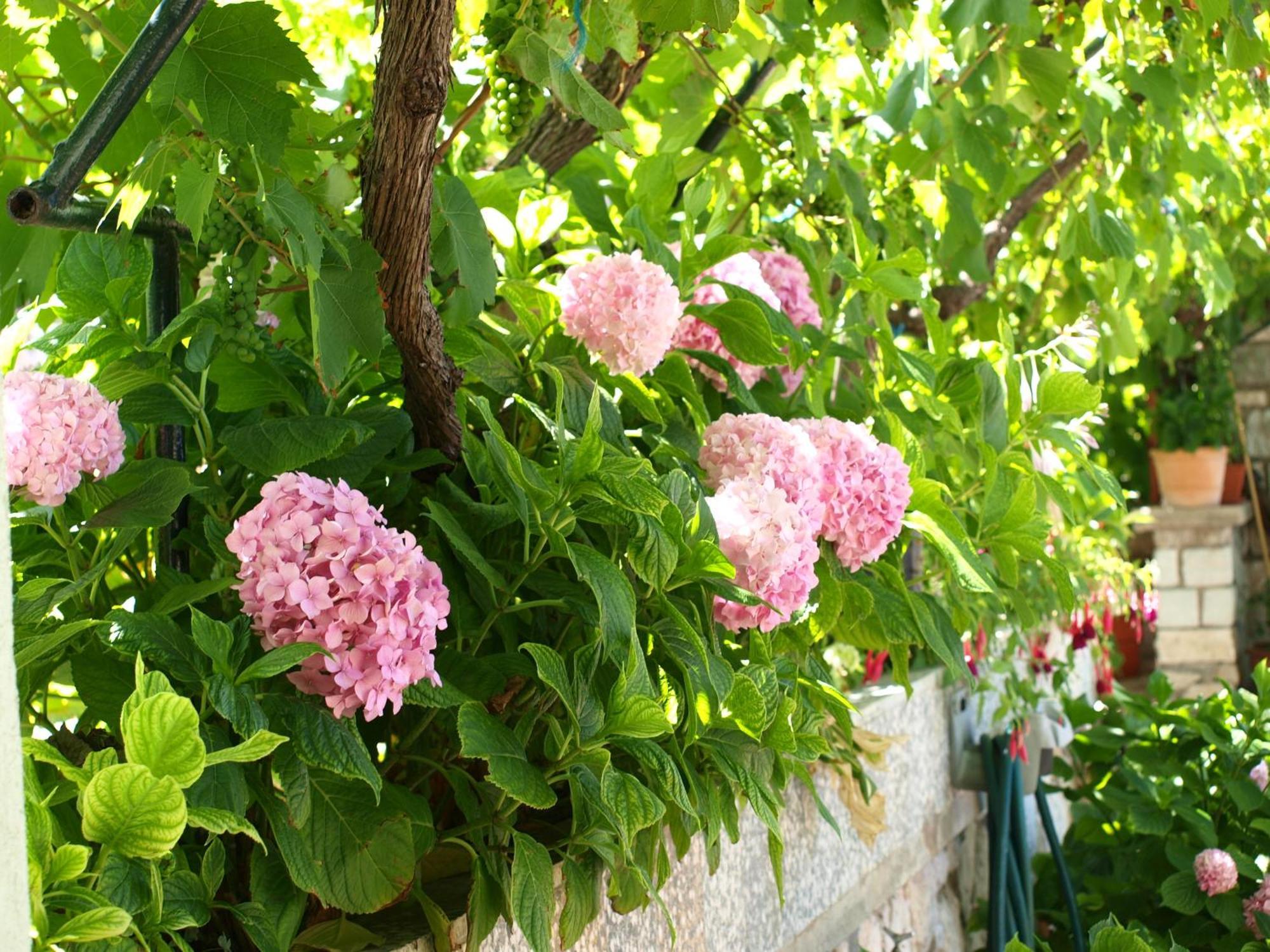 Alaburic Rooms & Apartment Mali Lošinj Dış mekan fotoğraf